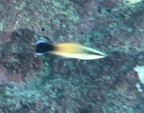 Labroides rubrolabiatus observed 2026-05-21