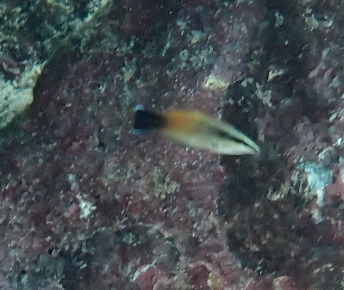 Labroides rubrolabiatus observed 2026-05-21