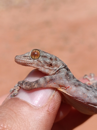 Algerian Fan-fingered Gecko