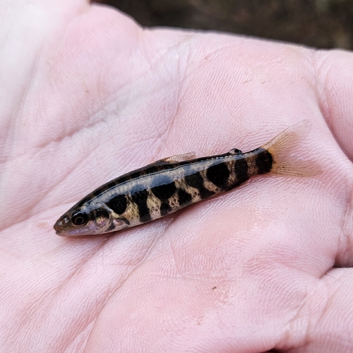 Leporinus microphthalmus