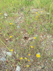 Euphydryas editha bayensis