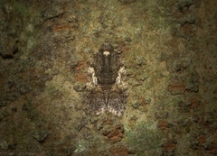Polylopha epidesma