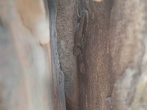 Algerian Fan-fingered Gecko