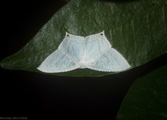 Acropteris nanula