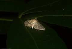 Addaea subtessellata