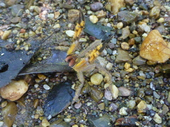 Phoneutria boliviensis