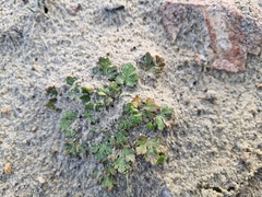 Ranunculus recens