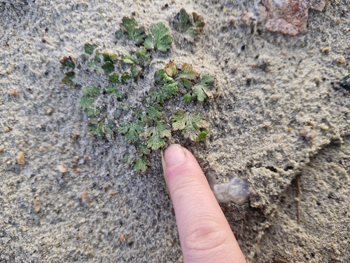 Ranunculus recens, photograph 1