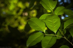 Mischocarpus anodontus