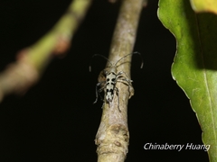 Anaglyptus decemmaculatus