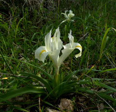 Iris palaestina