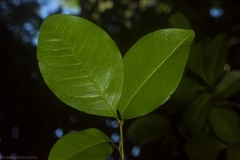 Mischocarpus anodontus