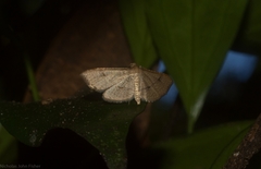 Addaea subtessellata