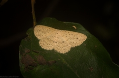 Cyclophora turneri