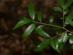 Pittosporum lancifolium