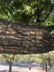 Quercus acutissima