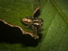 Paraphilaeus daemeli