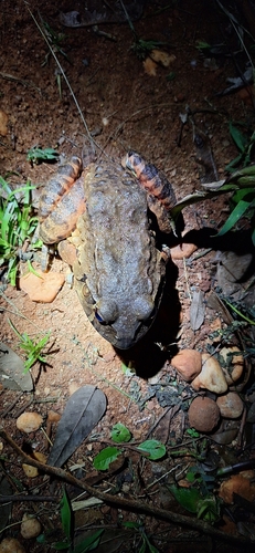 Pepper Frog