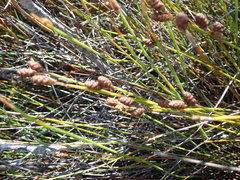 Nevillea obtusissima