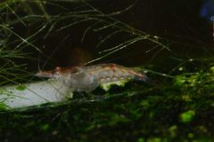 Neocaridina davidi