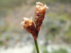 Nevillea obtusissima