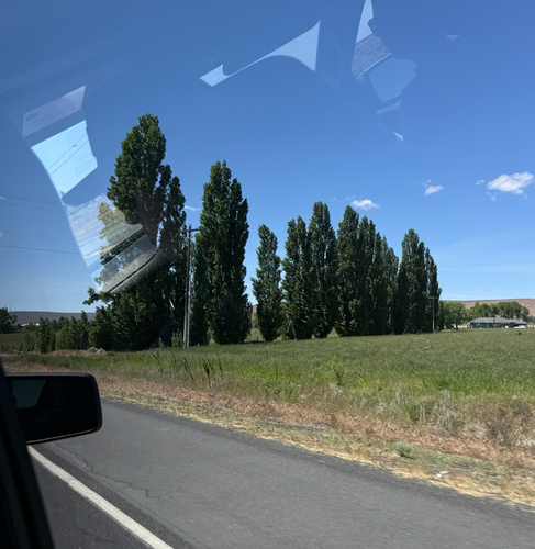 Poplar
