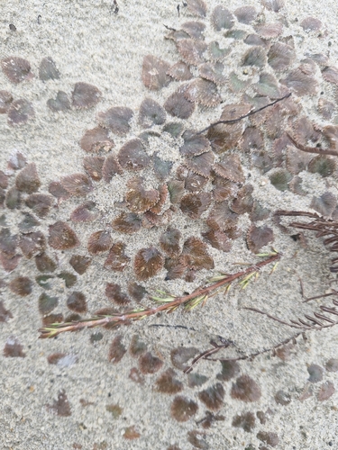 Gunnera hamiltonii, photograph 3