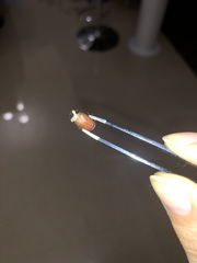 Maladera insanabilis