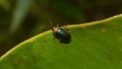 Cacoscelis marginata