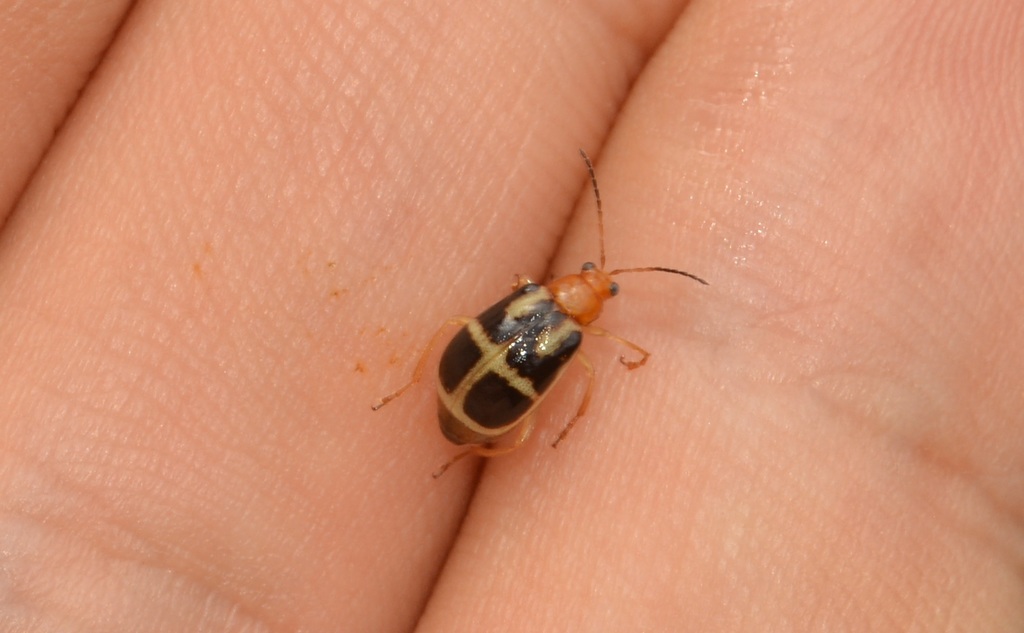 Gynandrobrotica equestris