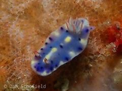 Hypselodoris