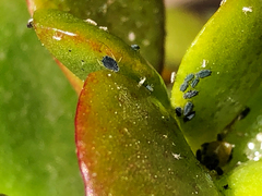Aphididae
