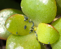 Aphididae