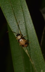 Diabrotica godmani