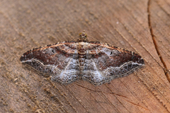Orthonama corteza