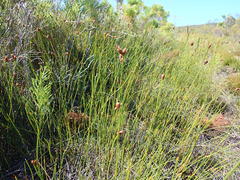 Nevillea obtusissima