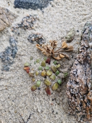 Gentianella saxosa