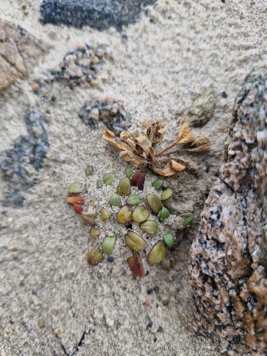 Gentianella saxosa, photograph 2