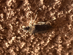 Halyomorpha halys