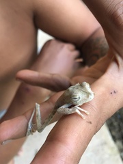 Boana calcarata