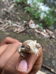 Boana calcarata