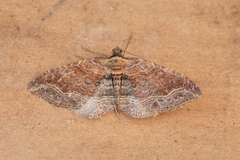 Orthonama corteza