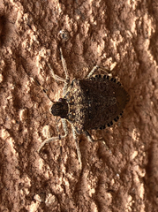 Halyomorpha halys