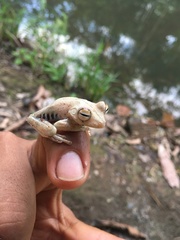 Boana calcarata
