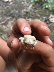 Boana calcarata