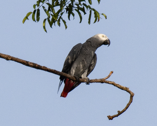 Gray Parrot