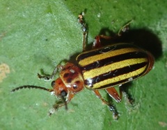 Disonycha plagifera