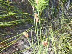 Nevillea obtusissima