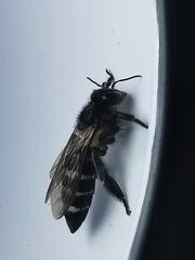 Apis dorsata breviligula