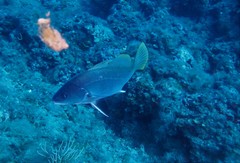 Sciaena umbra